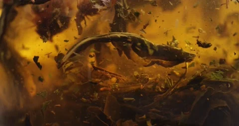 Close-up of brewing of green tea. Macro shot of tea leaves floating in boiling Stock-Footage 172208630