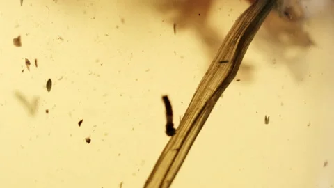 Close-up of brewing of herbal tea. Macro shot of tea particles floating Stock Footage 196849888