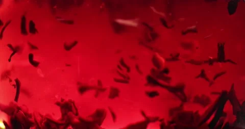 Close-up of brewing of red tea. Macro shot of tea leaves floating in boiling Stock Footage 172208392