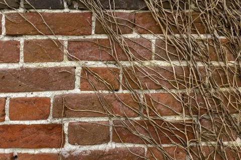 Close up of a brick wall with brown branches of bush at an angle across the wall Foto stock
