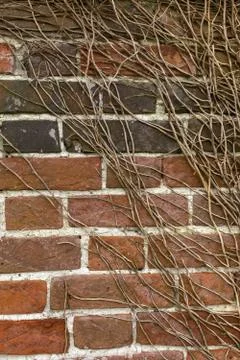 Close up of a brick wall with brown branches of bush at an angle across the wall Stock Photos