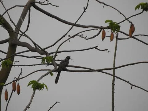 Close up of brid on tree branch Foto stock