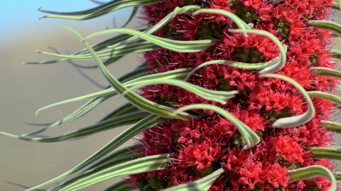Close-up bright and red endemic flower moving in the wind. Video stock 197363726