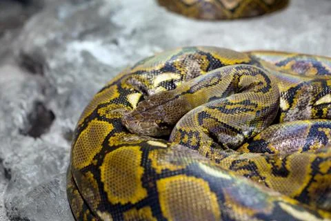 Close up of the bright, big snake Stockfoto's