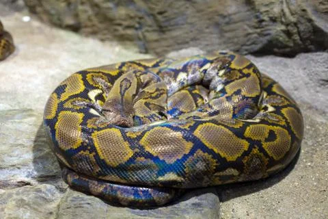Close up of the bright, big snake 스톡 사진