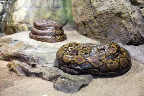 Close up of the bright, big snake 스톡 사진