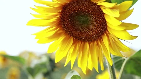 Close-up bright blooming sunflower Stock Footage 202261044