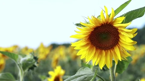 Close-up bright blooming sunflower, selective focus Stock Footage 202261048