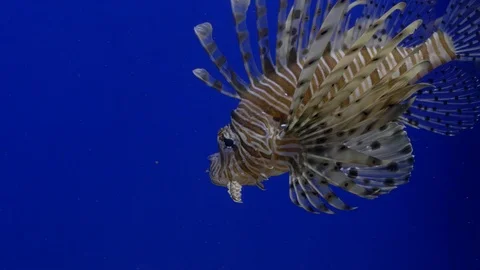 Close up. Bright blue background. Floating brown fish lionfish Stock Footage 121564767