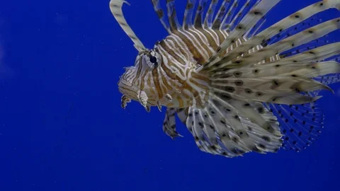 Close up. Bright blue background. Swims brown fish lionfish. Video stock 121308806