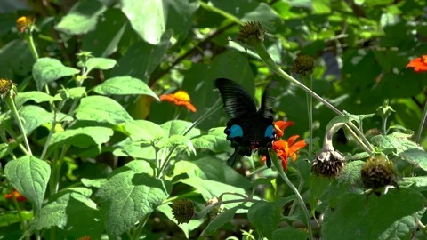 Close-up of a bright blue butterfly flying around a red flower Video stock 101505747