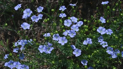 Close-up of bright blue flax flowers that are surrounded by green foliage  Stock Footage 261466531
