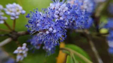 Close up Bright blue flowers Stock Footage 274894656
