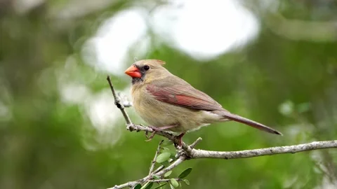 Close-Up: Bright Female Cardinal in Tree Branches Stock-Footage 306725686