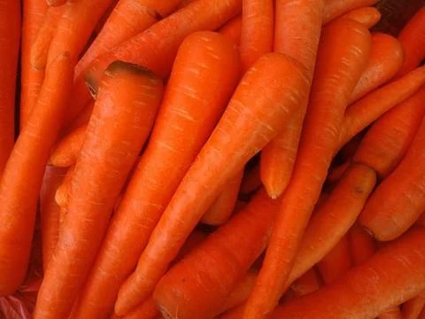 Close up of bright fresh carrots Stock Photos