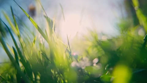 Close-up of bright grass against the blue sky and bright sun. Stock Footage 181829248