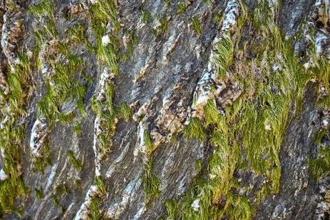 Close-up of bright green algae background. Stock Photos