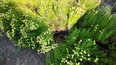 Close up on bright green bushes with small yellow button flowers blooming in  Stock Footage 337990454