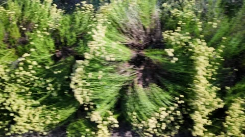 Close up on bright green bushes with small yellow button flowers blooming in  Stock Footage 337990823