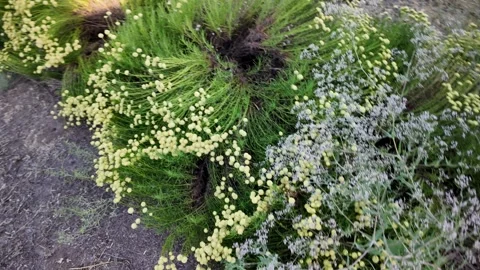 Close up on bright green bushes with small yellow button flowers blooming in  Stock Footage 337990870