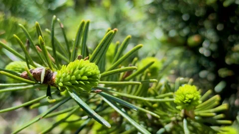 Close-up of bright green coniferous needles and young buds Stock Footage 307678838
