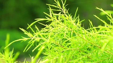 Close Up of Bright Green Foliage With Raindrops After a Summer Rainstorm 動画素材 341996479