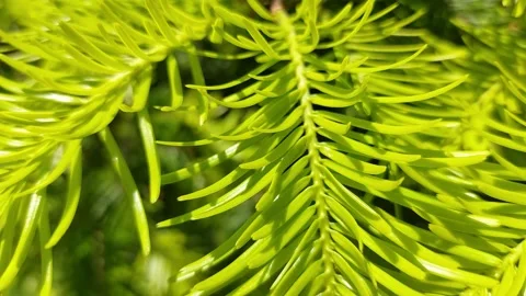 Close-up of bright green fresh pine needles on a branch in spring sun Stock Footage 335072497