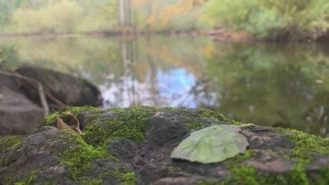 Close Up Of Bright Green Leaf Resting On Mossy Rock Near River Stockbeeldmateriaal 348154749