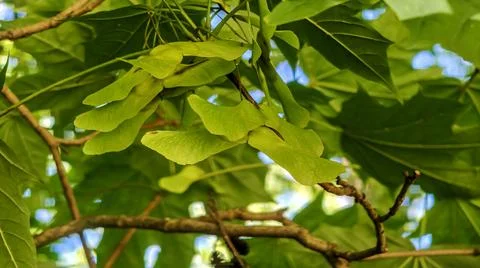 Close-up of bright green maple samaras hanging from a branch with lush foliag Stock Photos