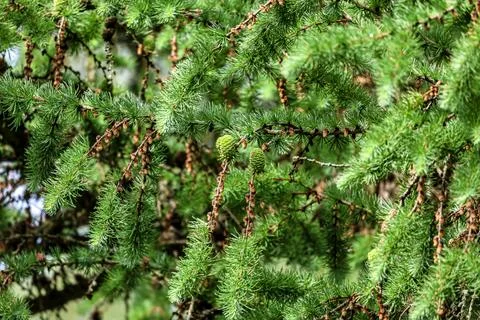 Close-up of bright green pine needles and small cones on a tree branch Stock Photos