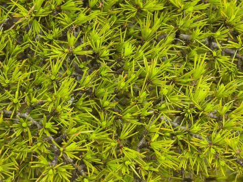 Close up of bright green pine needles on a branch 스톡 사진