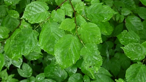 Close-up of bright green wet Alder bush leaves moving in a light wind. Stock Footage 135705187