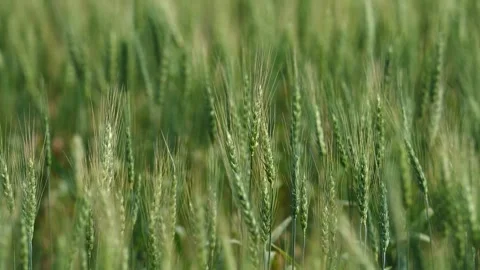 Close-up of bright green wheat blowing in the wind.  Stock Footage 280484544