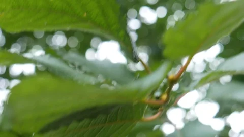 Close up of bright Leaves in summer Stockbeeldmateriaal 94907738