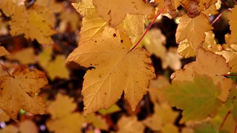 Close-up of bright orange autumn-colored leaves with the front leaf in focus. Stock Footage 255149269