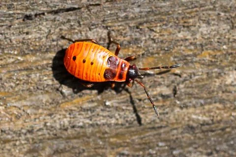 Close-up of a bright orange bug on rough wood Fotos Stock