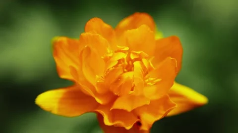 Close-up of a bright orange daffodil, softly blurred background Stock Footage 335809522