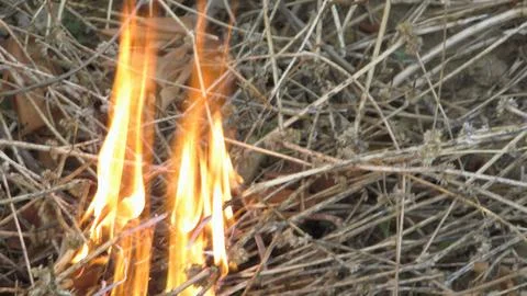 Close-up of bright orange flames burning through dry, tangled vegetation. F.. Stock Photos