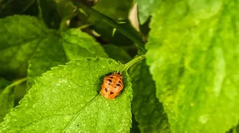 Close-up of a bright orange ladybug pupa with black spots on a vibrant gree.. Stock Photos
