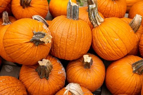 Close-Up of Bright Orange Pumpkins at a Fall Market Stock Photos