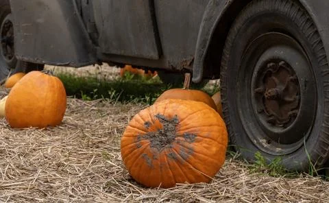 Close-up of bright orange pumpkins lying on straw-covered ground beside an ag Stock Photos