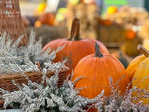 Close-up of bright orange pumpkins surrounded by delicate white flowers in a Stock Photos