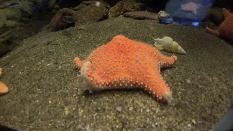 Close up of bright orange starfish on sandy seabed in Polaria aquarium Stockbeeldmateriaal 341429310