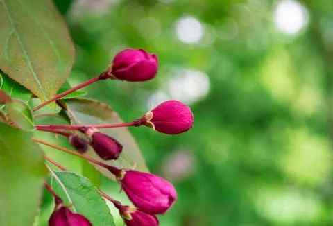 Close-up of a bright pink bud of an unopened flower Foto stock