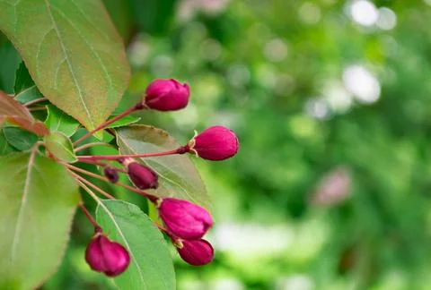 Close-up of a bright pink bud of an unopened flower Foto stock