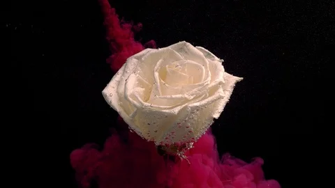 Close-up of bright pink clouds of paint fall under water next to a white rose Stock Footage 114322045