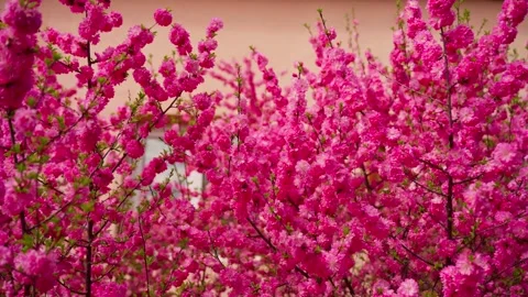 Close-up of bright pink flowering shrubs, showcasing dense blooms Stock Footage 331998601
