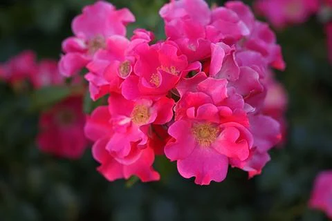 Close-up of the bright pink ground-cover rose variety Stadt Rom' Stock Photos