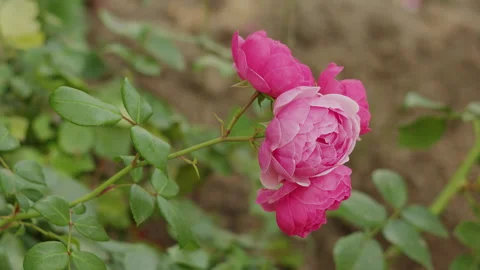 Close-up of bright pink roses blooming on a green garden branch Stock Footage 344638888