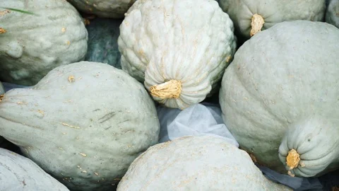 Close up of bright pumpkins Stock Footage 118230061